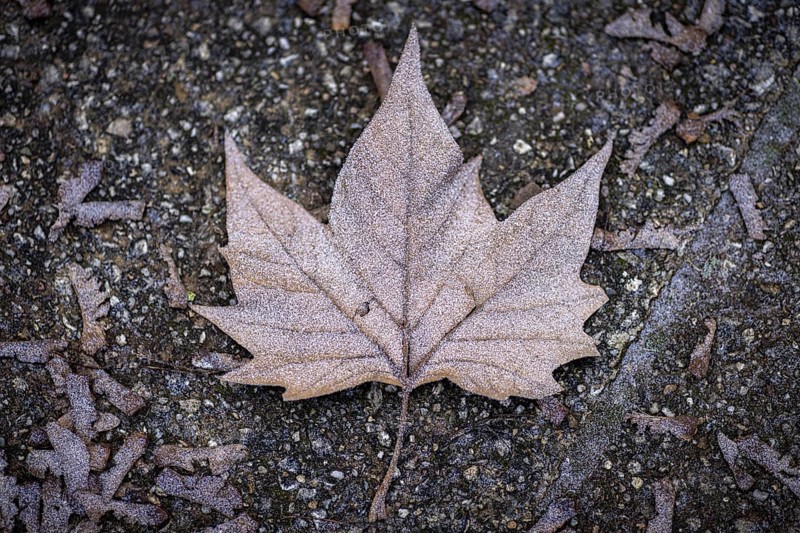 A frozen leaf lies on the pavement in Berlin on Thursday morning. There is currently an official warning of icy conditions and permafrost. Berlin, 11.01.2024