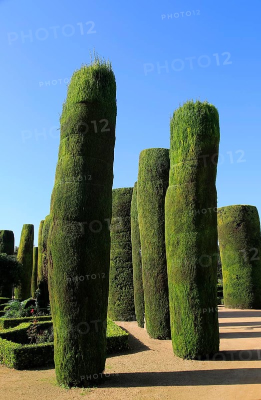 Cypress trees in the gardens of the Alcazar de los Reyes Cristianos, Alcazar, Cordoba, Spain, Europe