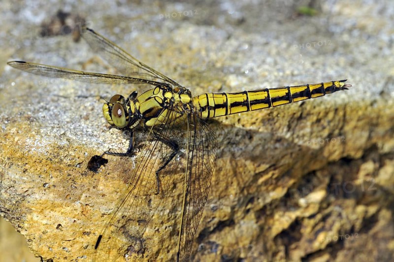 Vagrant darter (Sympetrum vulgatum) on rock, France, Europe