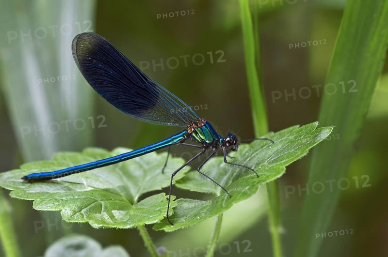 Banded demoiselle (Calopteryx splendens) male on plant