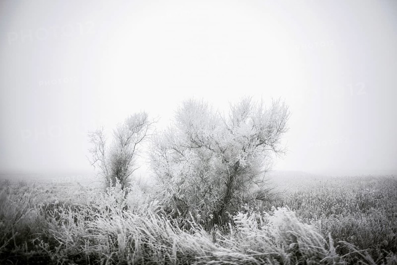 Tree covered with frost, winter landscape, front near Debaltseve, Donbas, Ukraine, Europe