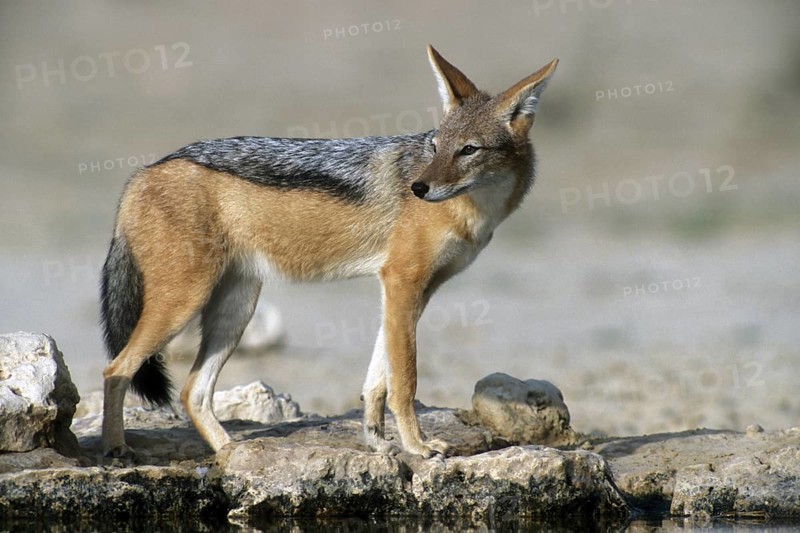 Black-backed jackal (Canis mesomelas) at waterhole in the Kalahari desert, Kgalagadi Transfrontier Park, South Africa, Africa