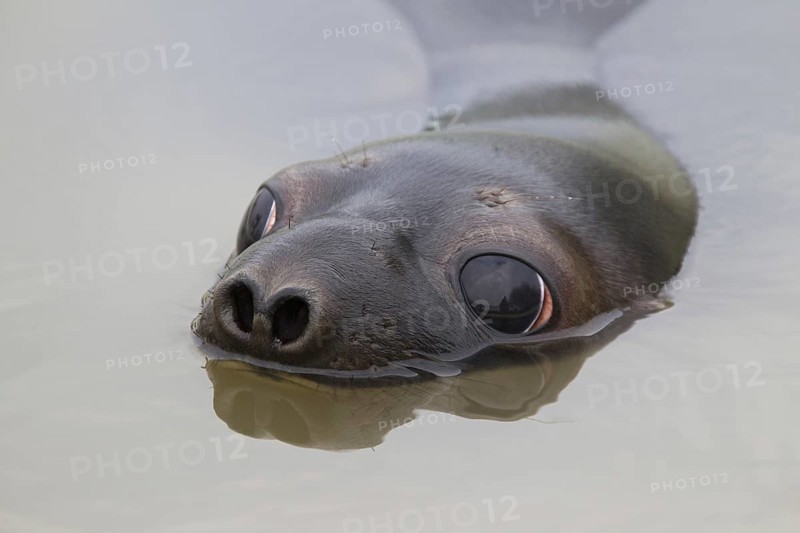 Hooded seal (Cystophora cristata), young female swimming, Germany, Europe