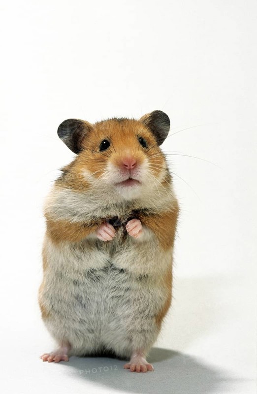 Golden hamster (Mesocricetus auratus) standing upright