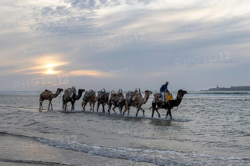 Man riding a dromedary, Essaouira beach, Morocco, Africa