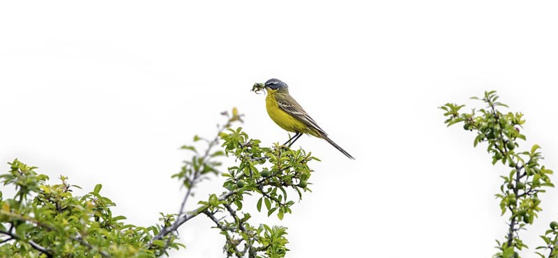 Western yellow wagtail, blue-headed wagtail (Motacilla flava flava) adult male in breeding plumage with praying mantis prey in beak in spring
