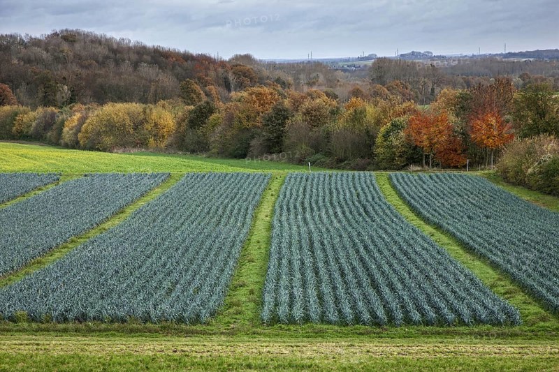 Rural landscape showing field with leek beds (Allium ampeloprasum)