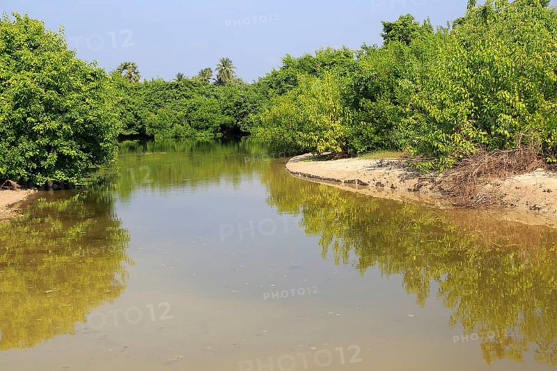 Mangrove river creek at Pasikudah Bay, Eastern Province, Sri Lanka, Asia