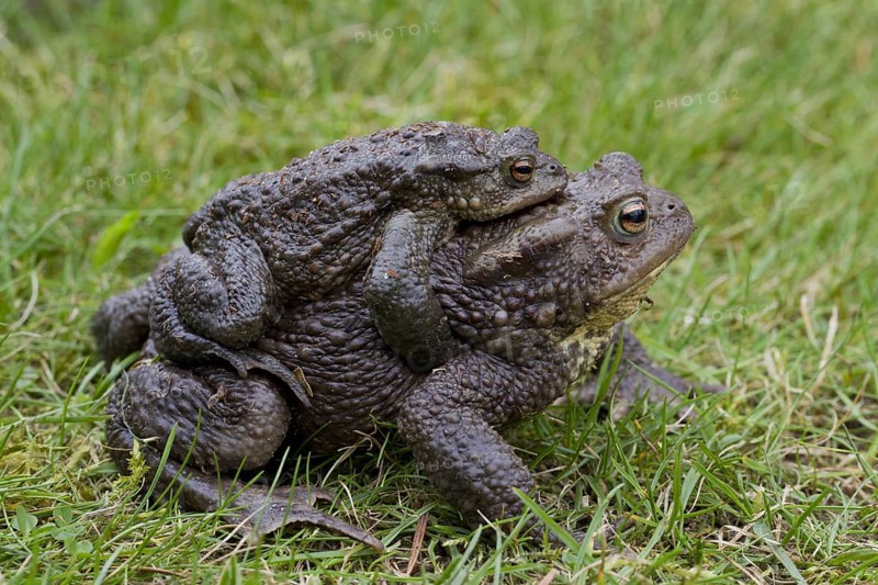Common Toad, European Toad (Bufo bufo) pair migrating in amplexus to breeding pond in spring, Germany, Europe