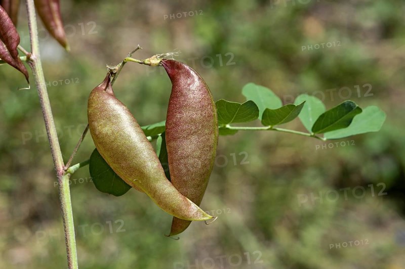 Red-brown, blistered, parchment-like fruits of the yellow bladder bush (Colutea arbrescens), Valais, Switzerland, Europe