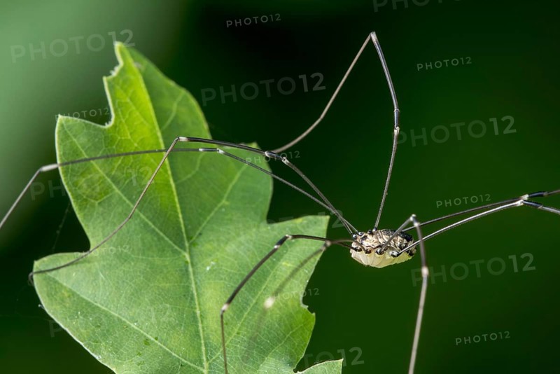 Female Leiobunum rotundum, harvestman on leaf in bush