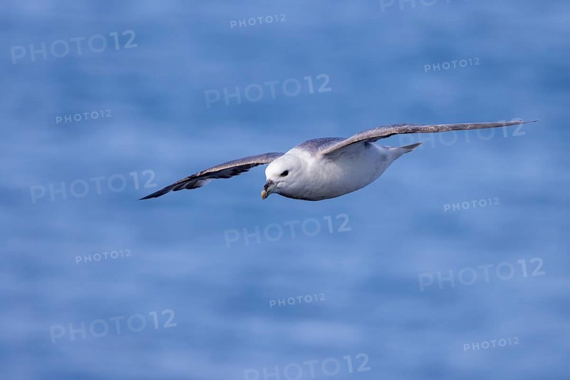Northern fulmar (Fulmarus glacialis), in flight over the sea, Iceland, Europe