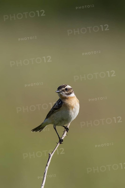 Whinchat (Saxicola rubetra) male perched