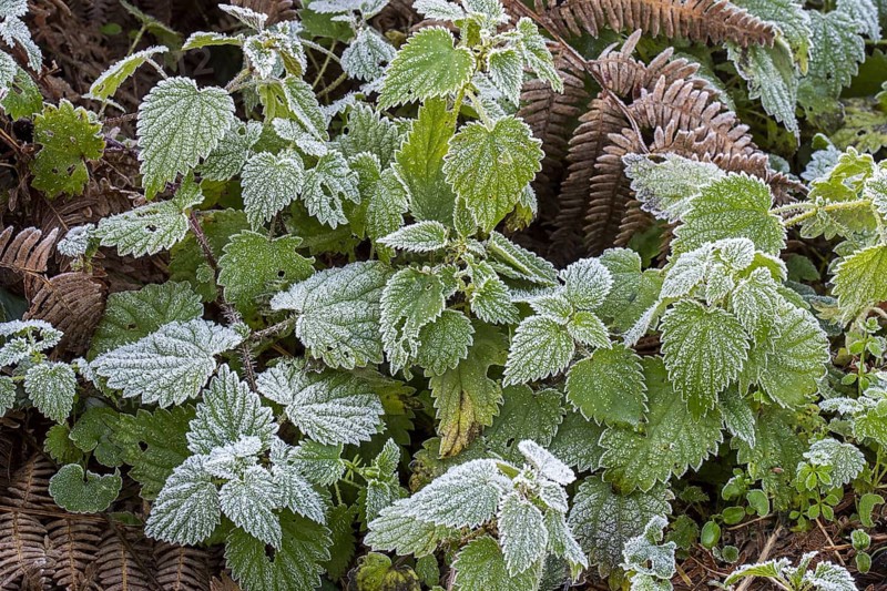 Common nettles, stinging nettle, stingers (Urtica dioica) and leaves of European blackberry covered in hoarfrost, hoar frost in autumn, fall