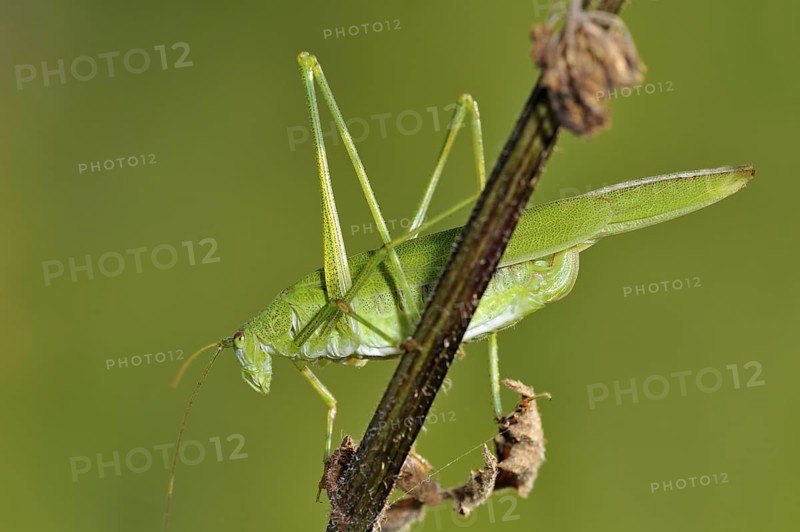 Sickle-bearing Bush-cricket (Phaneroptera falcata)