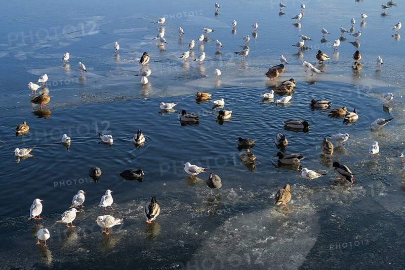 Gulls, swans, coots, mallards, winter, ice, Havel, Eiswerder, Hakenfelde, Spandau, Berlin, Germany, Europe