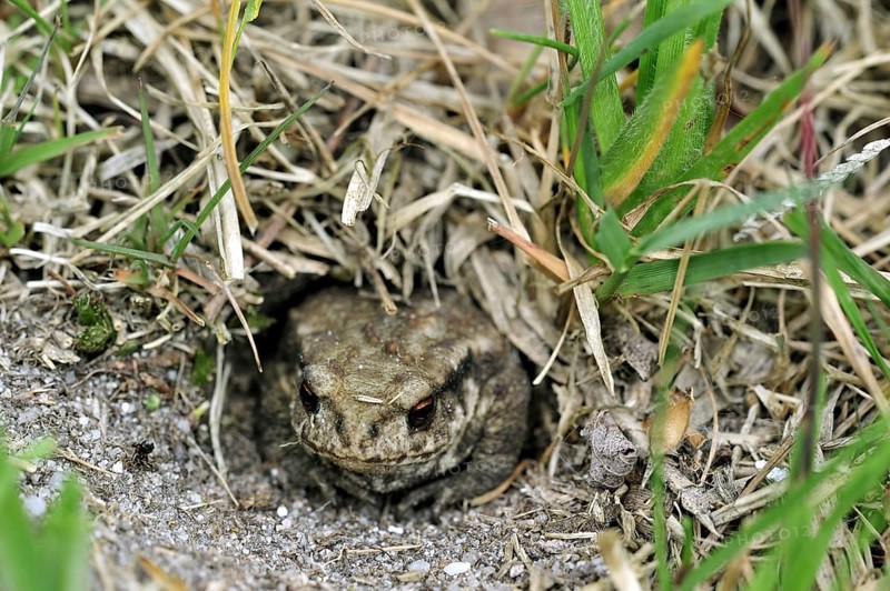 Juvenile common European toad (Bufo bufo) hiding in Field cricket's burrow (Gryllus campestris), La Brenne, France, Europe