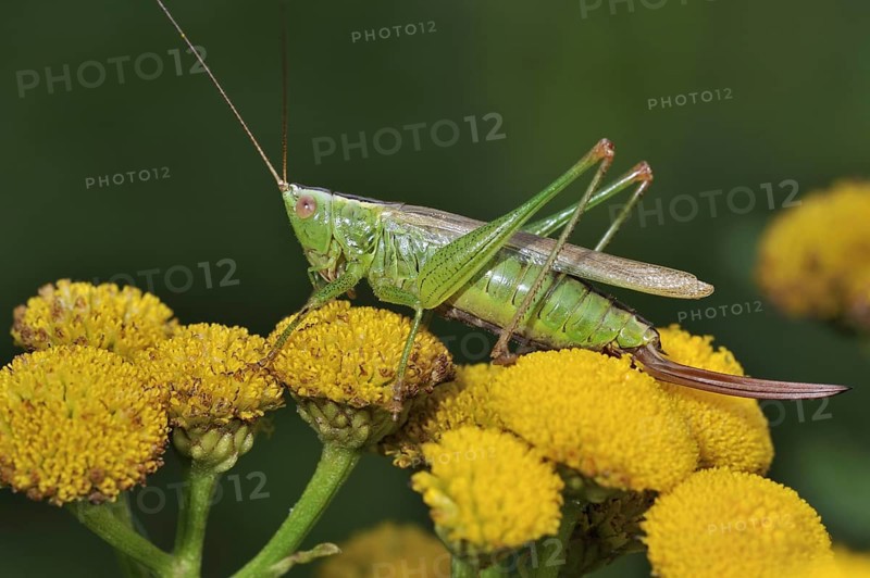 Long-winged conehead (Conocephalus fuscus, discolor), on tansy flowers (Chrysanthemum vulgare)