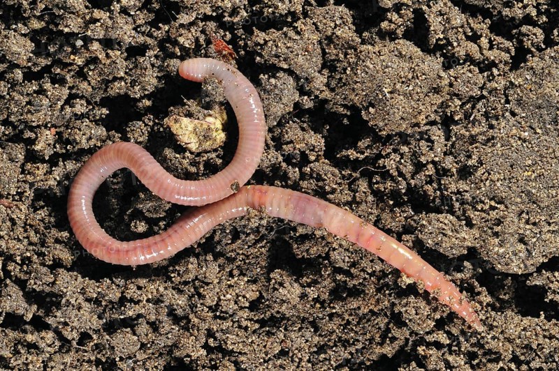 Common earthworm (Lumbricus terrestris) on soil