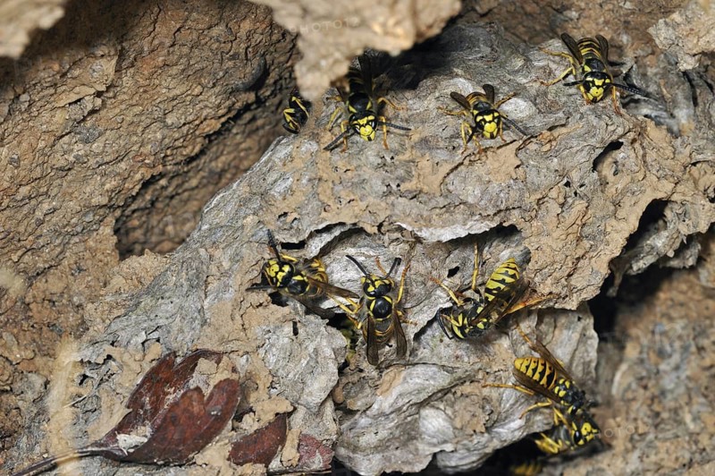 Common wasps (Vespula vulgaris) in underground nesting chamber, La Brenne, France, Europe