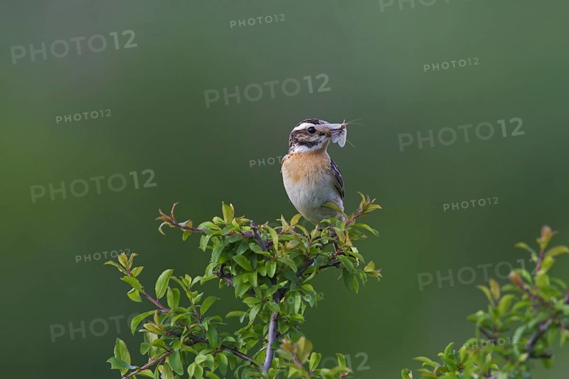 Whinchat (Saxicola rubetra) male with insect prey in beak perched in bush