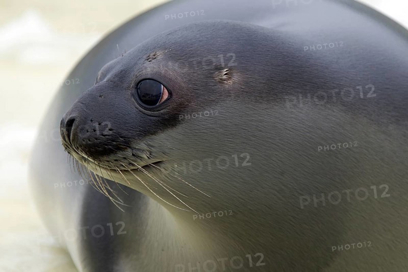 Hooded seal (Cystophora cristata), young female close-up, Germany, Europe