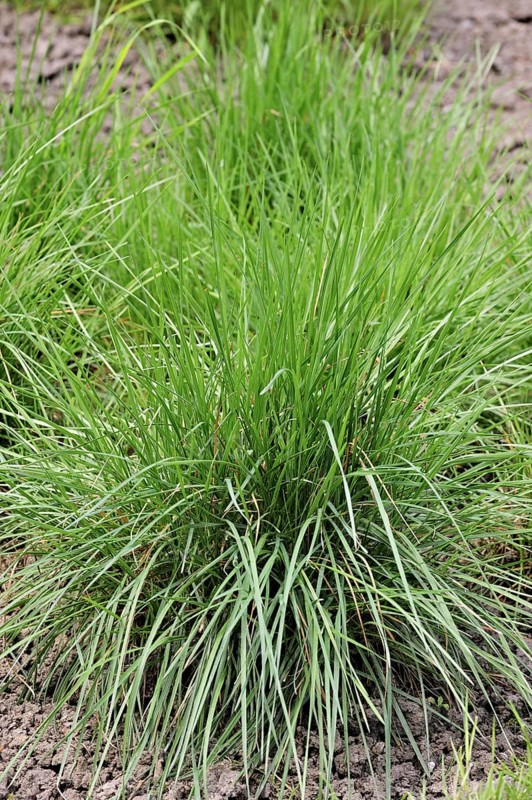 Crested hair grass, Crested hair-grass, Prairie June grass (Koeleria pyramidata), native to northern and eastern Europe
