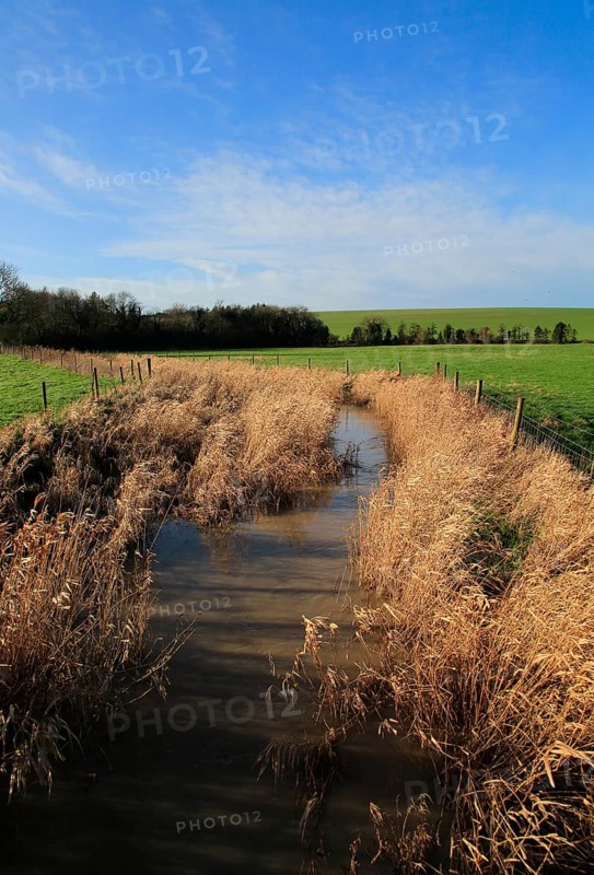 River Kennet flowing through reeds across fields at West Kennet, Wiltshire, England, UK
