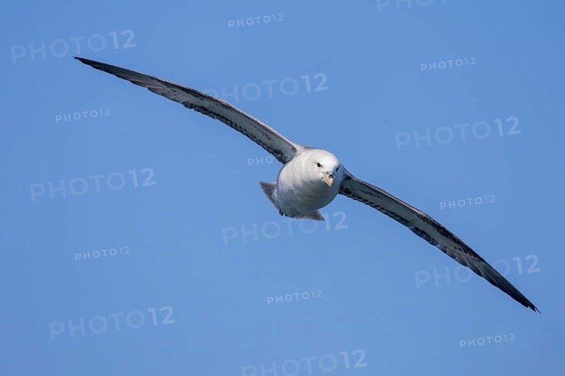 Northern fulmar (Fulmarus glacialis), in flight against the sky, Iceland, Europe