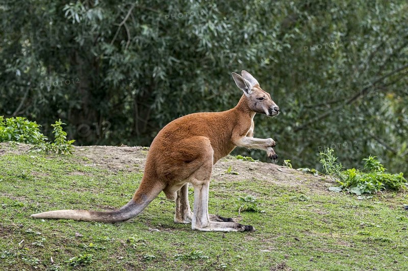 Red kangaroo (Macropus rufus) male, native to Australia