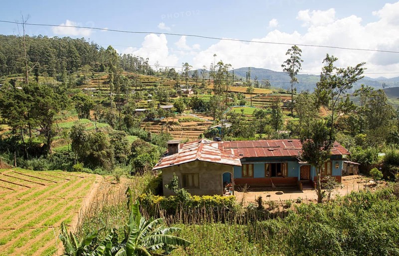 Intensive subsistence vegetable farming near Nuwara Eliya, Sri Lanka, Asia