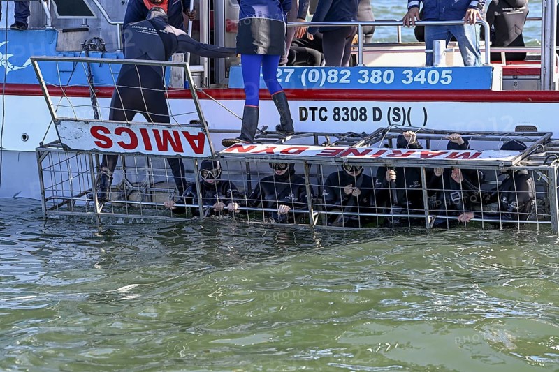 Tourists cage diving near Gaansbai, Western Cape Province, South Africa, Africa