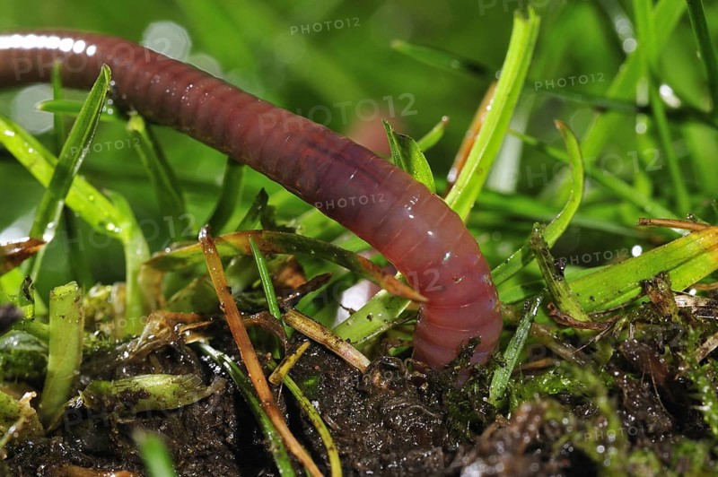 Common earthworm, lob worm (Lumbricus terrestris) burrowing into the ground in garden