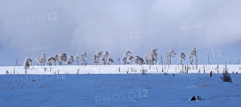 Snow covered burned trees in frozen moorland at Noir Flohay in the nature reserve High Fens, Hautes Fagnes in winter, Belgian Ardennes, Belgium, Europe