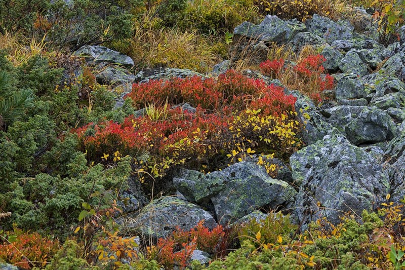 Autumn colours of shrubbery in the mountains of the Swiss National Park at Graubuenden, Grisons in the Alps, Switzerland, Europe