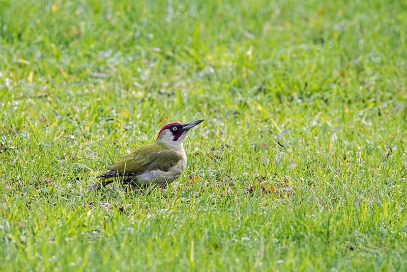 European green woodpecker (Picus viridis) male foraging on the ground in meadow, grassland