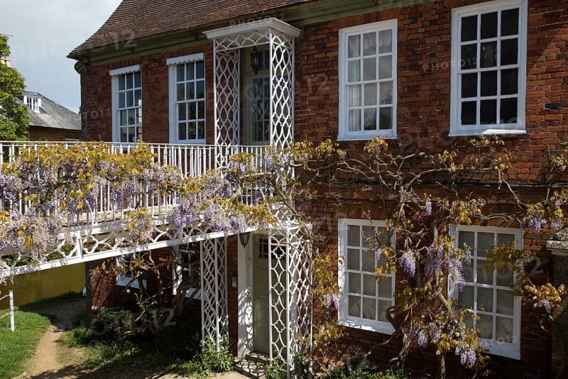 Wisteria plant in flower in garden of historic private home, Hungerford, Berkshire, England, UK