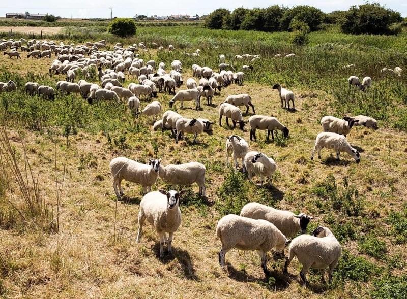 Flock of sheep grazing on Oxley Marshes, Hollesley, Suffolk, England, UK
