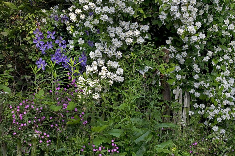 Sweet Mock-orange, English Dogwood (Philadelphus coronarius) and Red campion (Silene dioica, Melandrium rubrum) in garden