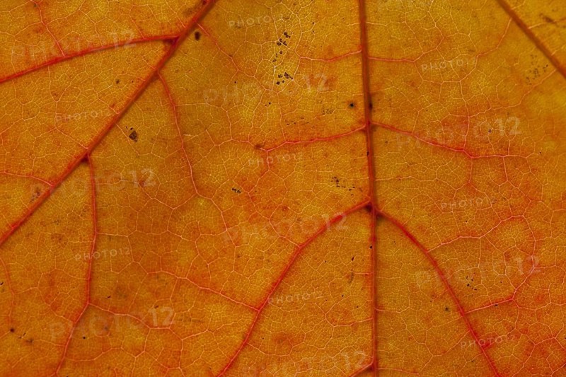 Norway maple (Acer platanoides) close up of leaf in orange autumn colours showing veins