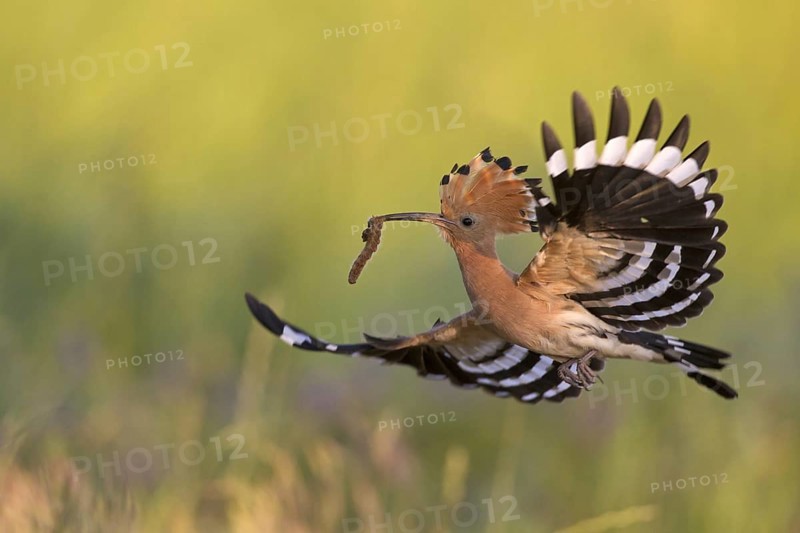 Eurasian hoopoe (Upupa epops) with erected crest feathers in flight over meadow with caught grub prey in beak