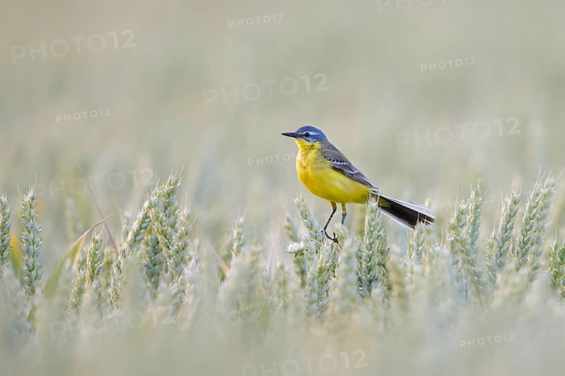 Blue-headed wagtail (Motacilla flava flava) male perched in cereal field, cornfield in summer