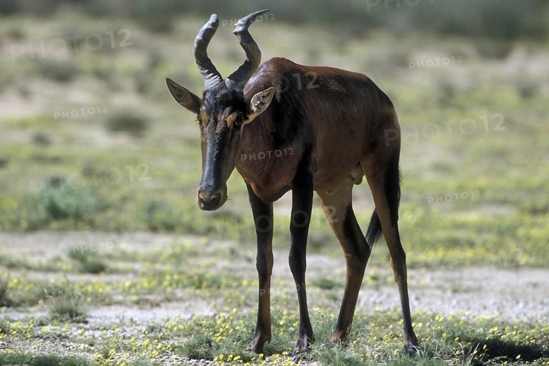 Red Hartebeest (Alcelaphus buselaphus) in the Kalahari desert, Kgalagadi Transfrontier Park, South Africa, Africa
