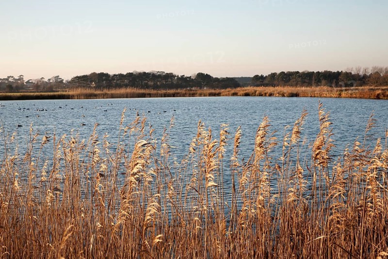 Reservoir water storage used to irrigate farmland, Bawdsey, Suffolk