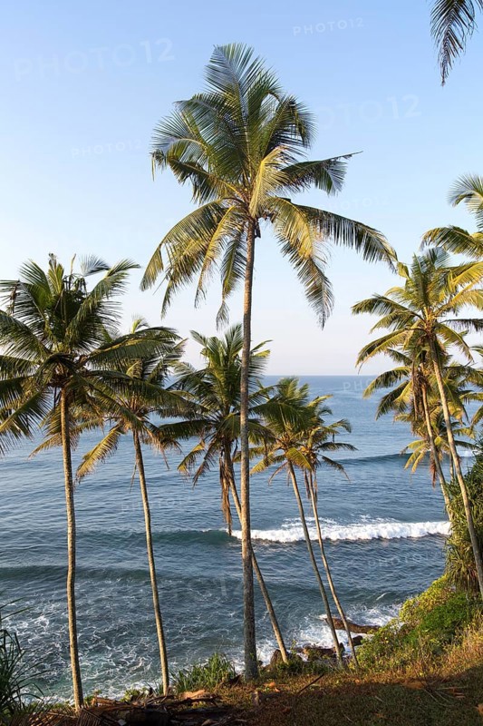 Tropical scenery of palm trees on a hillside by blue ocean, Mirissa, Sri Lanka, Asia