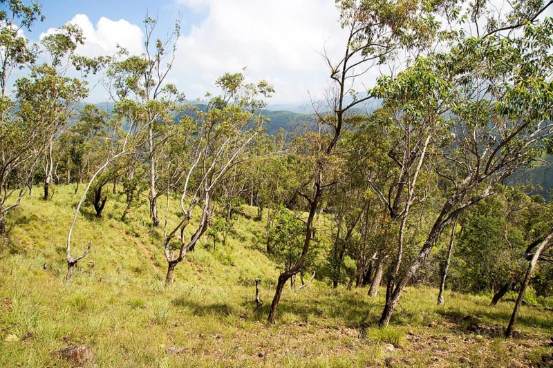 Forested hillside on Ella Rock mountain, Badulla District, Uva Province, Sri Lanka, Asia
