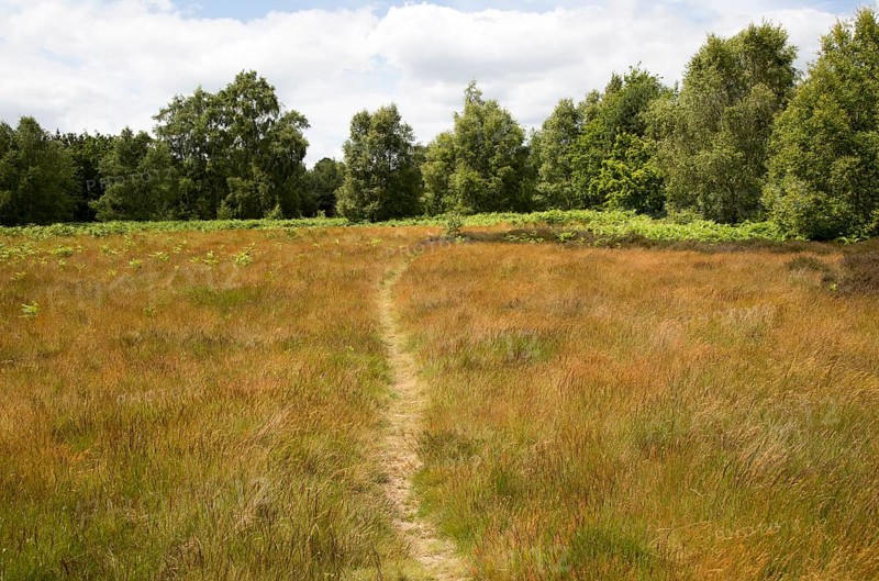 Pathway on Suffolk Sandlings heathland, Sutton, Suffolk, England, UK