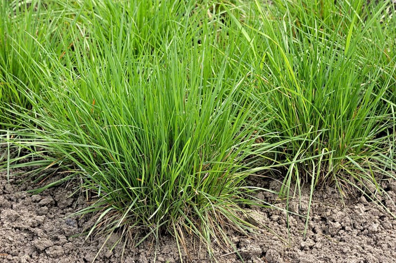 Crested hair grass, Crested hair-grass, Prairie June grass (Koeleria pyramidata), native to northern and eastern Europe