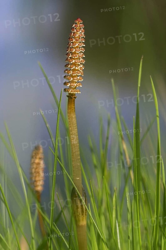 Fertile shoots of field horsetail, common horsetail (Equisetum arvense)