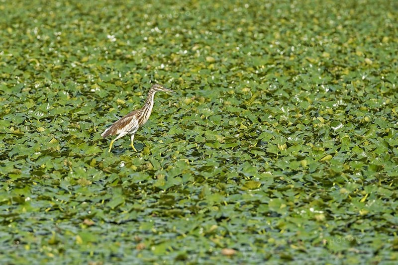 Squacco heron (Ardeola ralloides) in Skadar Lake, Lake Scutari, Lake Shkoder, Skadarsko Jezero National Park, Crmnica region, Bar, Montenegro, Europe